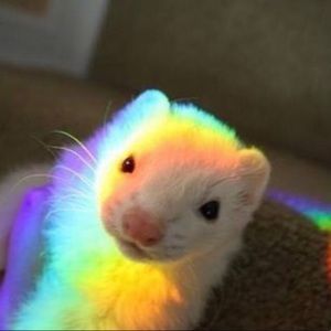 Meet your Posher, Cameron